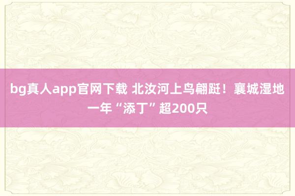 bg真人app官网下载 北汝河上鸟翩跹！襄城湿地一年“添丁”超200只
