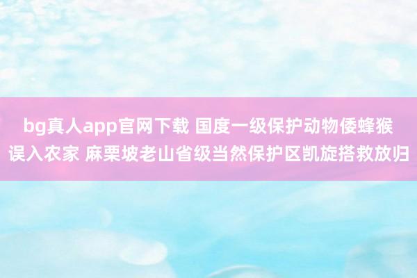 bg真人app官网下载 国度一级保护动物倭蜂猴误入农家 麻栗坡老山省级当然保护区凯旋搭救放归