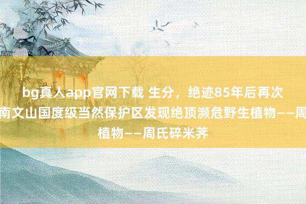 bg真人app官网下载 生分，绝迹85年后再次重现！云南文山国度级当然保护区发现绝顶濒危野生植物——周氏碎米荠