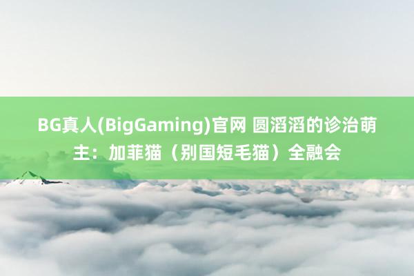 BG真人(BigGaming)官网 圆滔滔的诊治萌主：加菲猫（别国短毛猫）全融会