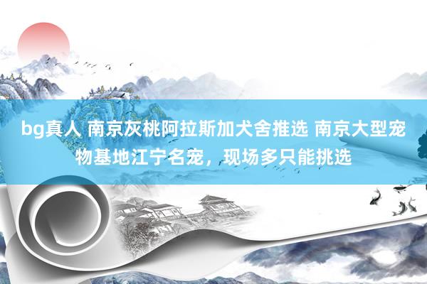 bg真人 南京灰桃阿拉斯加犬舍推选 南京大型宠物基地江宁名宠，现场多只能挑选